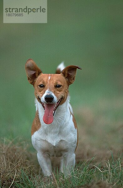 Jack-Russell-Terrier (animals) (Säugetiere) (mammals) (Haushund) (domestic dog) (Haustier) (Heimtier) (pet) (außen) (outdoor) (frontal) (head-on) (von vorne) (Wiese) (meadow) (freundlich) (friendly) (hecheln) (panting) (stehen) (standing) (adult) (vertical)