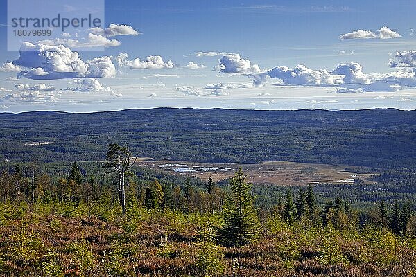 Nadelwald mit Waldkiefern (Pinus sylvestris)  Dalarna  Schweden  Europa