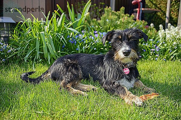 Mischlingshund im Garten  Dackel-Terrier-Havaneser-Mischling