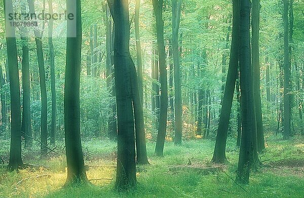 Laubwald im Morgenlicht  im Frühling  Nordrhein-Westfalen  Deutschland (Fagus sylvatica)  Europa  Gegenlicht  Landschaften  Querformat  horizontal  Doppelbelichtung