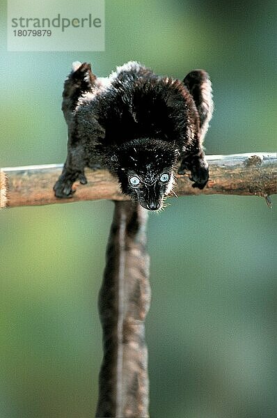 Blauaugenlemur  männlich (Eulemur macaco flavifrons) (Madagaskar) (Madagascar) (Tiere) (Ast) (Zweig) (außen) (draußen) (frontal) (von vorne) (aufmerksam) (alert) (sitzen) (sitting) (adult) (Säugetiere) (mamals) (schwarz) (black) (Halbaffen) (Primaten) (lemurs) (primates)