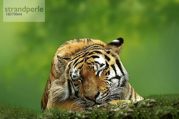 Sibirischer Tiger (Panthera tigris altaica)  schlafend (Tiere) (frontal) (von vorne) (Porträt) (Portrait) (asia) (adult) (Entspannung) (relaxing) (Querformat) (horizontal) (Säugetiere) (mammals) (Raubtiere) (beasts of prey) (Katzenartige)