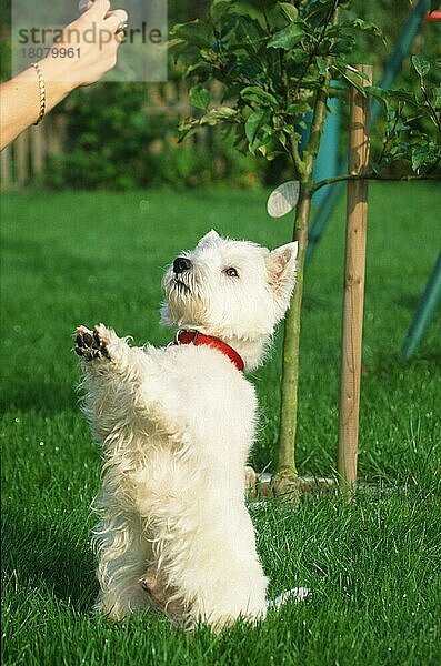 West Highland White Terrier  Westie (Saeugetiere) (mammals) (animals) (Haushund) (domestic dog) (Haustier) (Heimtier) (pet) (außen) (outdoor) (Wiese) (meadow) (weiß) (Halsband) (collar) (aufrecht sitzen) (sitting erect) (adult) (Humor) (humour)