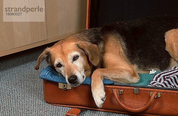 Alter Mischlingshund im Koffer
