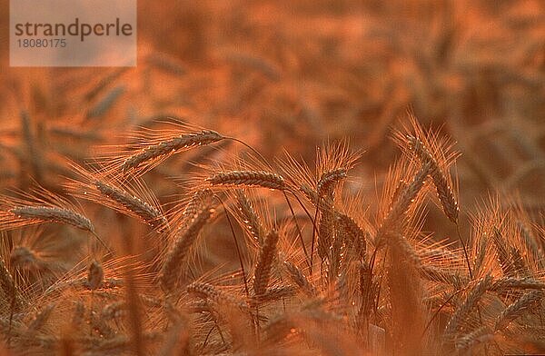 Roggenfeld (Secale cereale) bei Sonnenaufgang (Europa) (Pflanzen) (Gräser) (Gramineae) (Getreide) (Mais) (Nutzpflanze) (Ausschnitt) (Detail) (Gegenlicht) (Stimmung) (Sommer) (Agrarkultur) (Landwirtschaft) (Querformat) (horizontal)  Deutschland  Europa