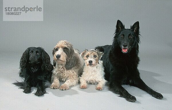 Markiesje  Petit Basset Griffon Vendeen  Parson Jack Russell Terrier und Belgischer Hirtenhund  Groenendael