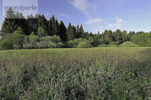 Bach-Nelkwurz (Geum rivale) Pfrunger-Burgweiler Ried  Baden-Württemberg  Deutschland  Europa