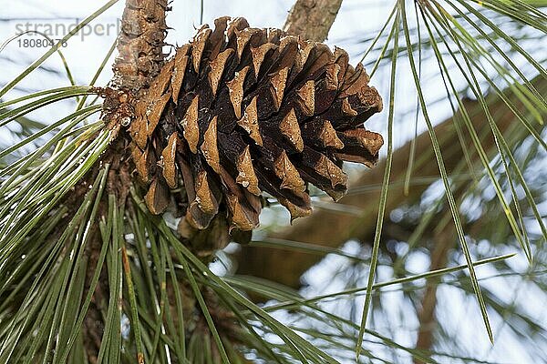 Zapfen  Großzapfige Gelb-Kiefer (Pinus ponderosa)  Gelbkiefer  Vorkommen Nord-Amerika