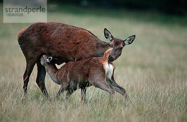 Rothirsche (Cervus elaphus)  Weibchen säugt Jungtier (Säugetiere) (Säugetiere) (Huftiere) (Paarhufer) (Klauentiere) (Europa) (außen) (draußen) (seitlich) (Wiese) (erwachsen) (säugen) (stehen) (Mutter & Kind) (Mutter & Baby) (zwei) (Querformat) (horizontal) (weiblich) (Kitz) (Rehkitz)