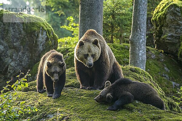 Europäischer Braunbär (Ursus arctos)  Weibchen mit Jungtieren  captive