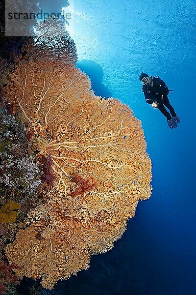 Taucher an Korallenriff-Steilwand betrachtet große Gorgonie (Annella mollis)  Gegenlicht  Brother Islands  Rotes Meer  Ägypten  Afrika