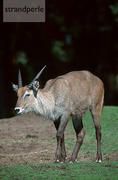 Defassa-Wasserbock  männlich (Cobus ellipsyprymnus defassa) (Afrika) (Säugetiere) (Huftiere) (Paarhufer) (Klauentiere) (außen) (draußen) (erwachsen) (vertikal) (Bewegung) (gehen) (gehen)