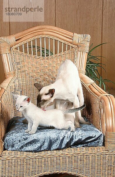 Siamkatze waschen Kätzchen  7 Wochen  Sessel