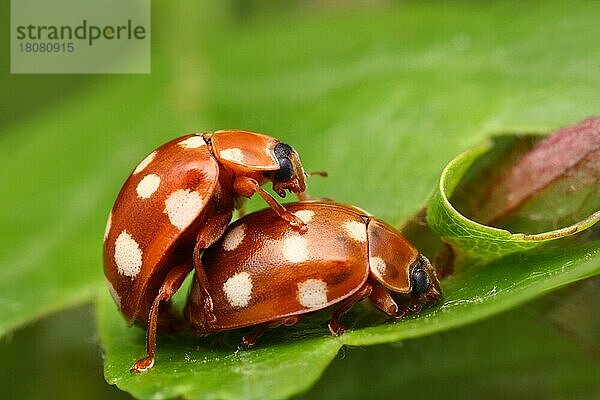 Sechzehnfleckiger Marienkäfer (Halyzia sedecimguttata) bei der Paarung auf einem Blatt