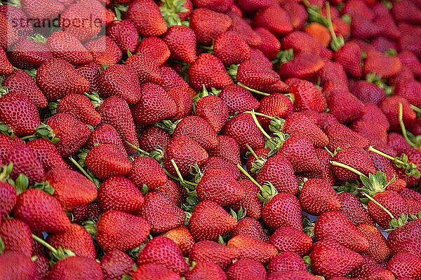 Viele Bio-Erdbeeren in der Auslage