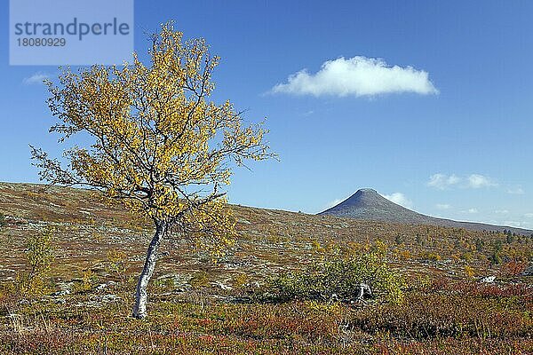 Der Berg Nipfjället im Naturschutzgebiet Städjan-Nipfjället im Herbst  Dalarna  Schweden  Skandinavien  Europa