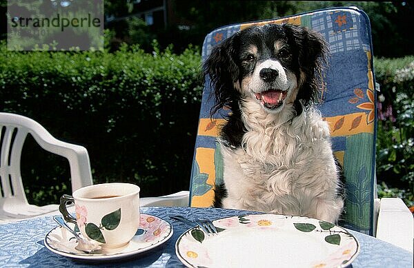 Gemischtrassiger Hund am Tisch sitzend