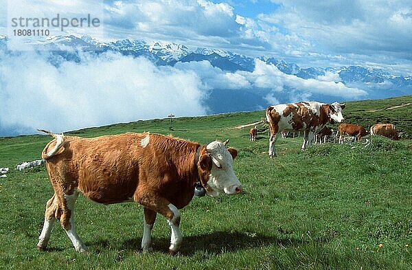 Hausrinder auf Alm (Säugetiere) (mammal animals) (Haustier) (Nutztier) (farm animal) (domestic) (Huftiere) (Paarhufer) (cloven-hoofed animals) (Europa) (außen) (outdoor) (Gebirge) (Berge) (mountains) (Wiese) (meadow) (seitlich) (side) (adult) (Bewegung) (motion) (gehen) (walking) (Gruppe) (group) (Herde) (Querformat) (horizontal)  Cattle on alpine pasture  Switzerland  Kuh  Kühe  Schweiz  Europa