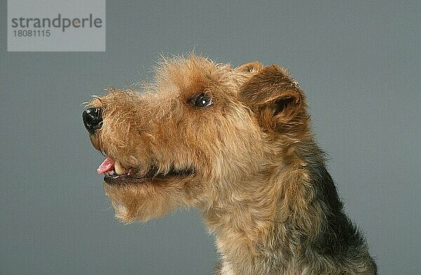 Welsh Terrier  Seite  Profil