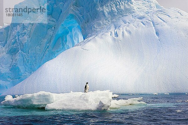 Adelie-Pinguin auf Eisberg  Antarctic Sound  Antarktische Halbinsel  Adeliepinguin (Pygoscelis adeliae)