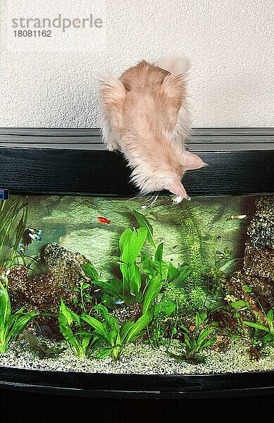 Maine Coon Cat  ginger  looking into aquarium  Maine-Coon-Katze schaut in Aquarium (Saeugetiere) (mammals) (animals) (Hauskatze) (domestic cat) (Rassekatzen) (Haustier) (Heimtier) (pet) (frontal) (head-on) (von vorne) (innen) (Humor) (humour) (sitzen) (sitting) (adult) (neugierig) (curious)