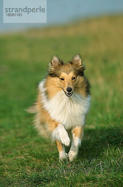 Sheltie  Shetland Sheepdog (Saeugetiere) (mammals) (animals) (Haushund) (domestic dog) (Haustier) (Heimtier) (pet) (außen) (outdoor) (frontal) (head-on) (von vorne) (Wiese) (meadow) (freundlich) (friendly) (adult) (Bewegung) (motion) (laufen) (rennen) (running)