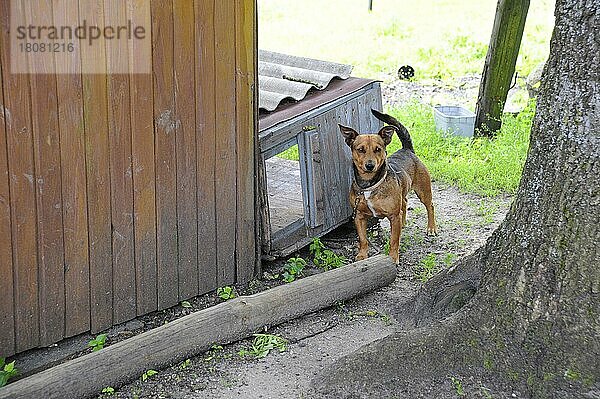 Wachhund an Kette  Ermland-Masuren  Kettenhund  Mazuren  Polen  Europa
