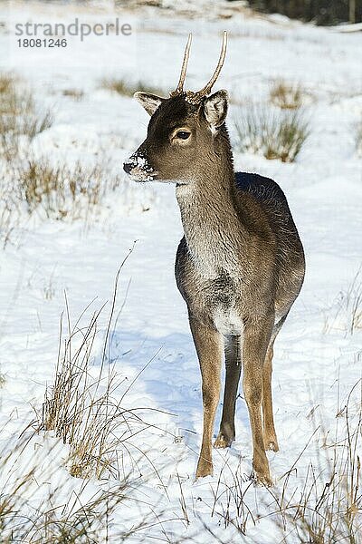 Damhirsch (Cervus dama) männlich  Spießer