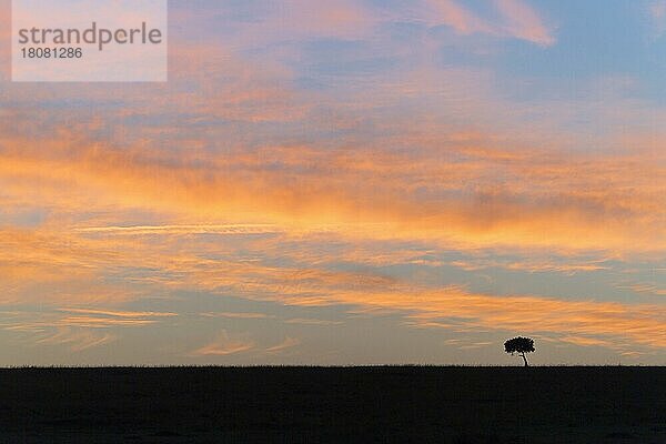 Akazienbaum bei Sonnenaufgang in der Savanne  Masai Mara National Reserve  Kenia  Afrika