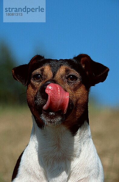Jack-Russell-Terrier (animals) (außen) (outdoor) (frontal) (head-on) (von vorne) (Kopf) (head) (Porträt) (portrait) (lecken) (licking) (sitzen) (sitting) (adult) (Humor) (humour) (Säugetiere) (mammals) (Haushund) (domestic dog) (Haustier) (Heimtier) (pet) (Zunge) (tongue) (dreifarbig) (tricoloured)