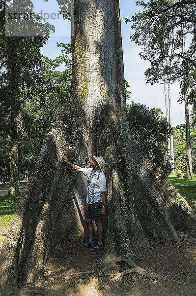 Mann neben Kapokbaum (Ceiba pentandra)  Botanischer Garten Rio de Janeiro  Rio de Janeiro  Jardim Botanico do Rio de Janeiro  Brasilien  Südamerika