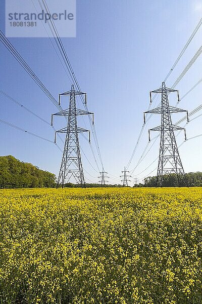 Hochspannungsmasten  die Stromkabel über gelbem Raps tragen  Debach  Suffolk  England  UK