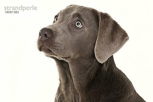 Labrador-Retriever  silber  Rüde  Junghund  5 Monate