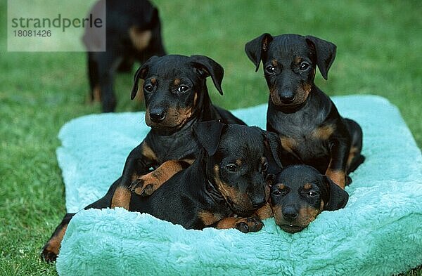 Manchester Terrier  puppies  6 weeks old  Manchester-Terrier  Welpen  6 Wochen alt (Saeugetiere) (mammals) (animals) (Haushund) (domestic dog) (Haustier) (Heimtier) (pet) (außen) (outdoor) (frontal) (head-on) (von vorne) (schwarz) (black) (Kissen) (cushion) (pillow) (liegen) (lying) (sitzen) (sitting) (Gruppe) (group) (Jungtier) (young) (puppy) (Querformat) (horizontal)