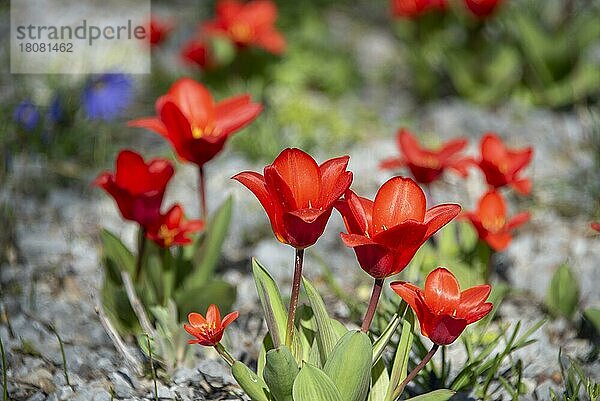 Rote Tulpen  Deutschland  Europa