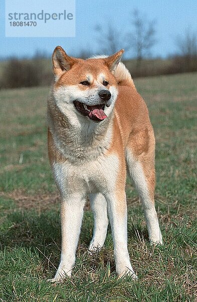 Akita Inu (animals) (Säugetiere) (mammals) (Haushund) (domestic dog) (Haustier) (Heimtier) (pet) (Japan) (außen) (outdoor) (frontal) (head-on) (von vorne) (Wiese) (meadow) (freundlich) (friendly) (hecheln) (panting) (stehen) (standing) (adult) (vertical)