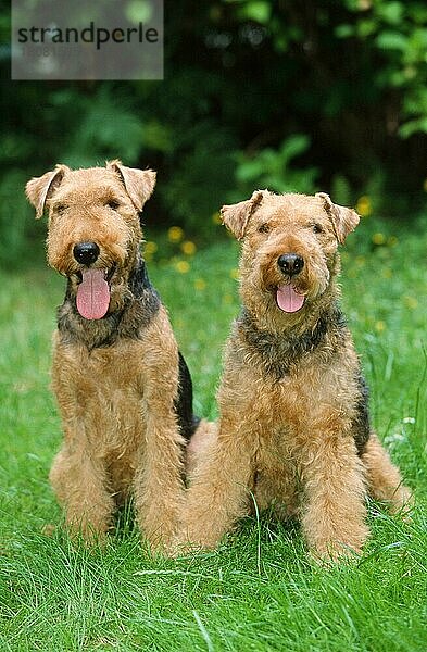 Welsh Terrier (Saeugetiere) (mammals) (animals) (Haushund) (domestic dog) (Haustier) (Heimtier) (pet) (außen) (outdoor) (frontal) (head-on) (von vorne) (Wiese) (meadow) (hecheln) (panting) (sitzen) (sitting) (adult) (couple) (zwei) (two) (Paar) (pair)