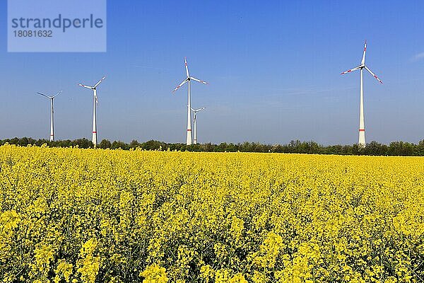 Deutschland  Rheinland-Pfalz  Wörrstadt  Windrad  Windkraft  Rapsfeld  Europa