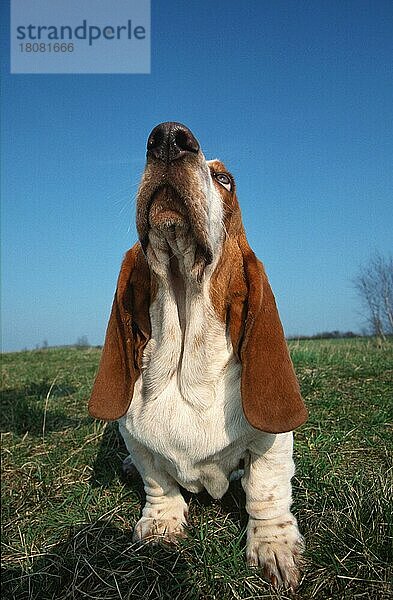 Basset Hound  lemon-white  lemon-weiss (animals) (Säugetiere) (mammals) (Haushund) (domestic dog) (Haustier) (Heimtier) (pet) (außen) (outdoor) (frontal) (head-on) (von vorne) (schnuppern) (sniffing) (sitzen) (sitting) (adult) (Humor) (humour) (Wiese) (meadow)