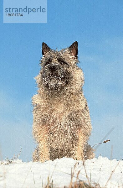 Cairn-Terrier  weizenfarbig  im Winter  Cairn Terrier  wheaten  in winter (animals) (außen) (outdoor) (frontal) (head-on) (von vorne) (Schnee) (snow) (Winter) (sitzen) (sitting) (adult) (Säugetiere) (mammals) (Haushund) (domestic dog) (Haustier) (Heimtier) (pet) (gestromt) (brindle) (struppig) (shaggy)