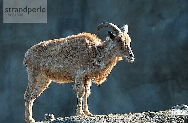 Mähnenspringer (Ammotragus lervia)  Mähnenschaf  Weibchen  Barbary Sheep  female (Mähnenspringer) (Mähnenschaf) (Tiere) (Säugetiere) (mammal) (Huftiere) (hoofed animals) (Paarhufer) (cloven-hoofed animals) (außen) (outdoor) (Gegenlicht) (back light) (seitlich) (side) (rock) (adult) (Querformat) (horizontal) (stehen) (standing) (weiblich) (Wildziegen) (wild goats)