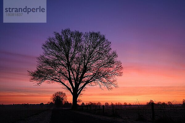 Baum bei Sonnenaufgang  NSG Dingdener Heide  Nordrhein-Westfalen  Deutschland  Europa
