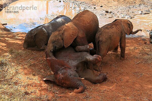 Spielende Elefanten-Waisen  Elefanten-Waisenhaus  Lusaka  Sambia  Afrika