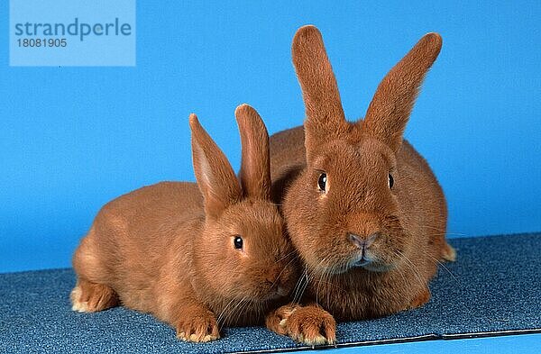 Rabbit with young  Rotes Neuseelaenderkaninchen mit Jungtier  Rotes Neuseeländerkaninchen  Roter Neuseeländer  animals  Säugetiere  mammals  Nagetiere  rodents  rabbits  Haustier  Heimtier  pet  frontal  head-on  von vorne  innen  Studio  liegen  lie  lying  adult  Mutter & Kind  mother & baby  zwei  two  Querformat  horizontal  Freisteller  Objekt) Kaninchen