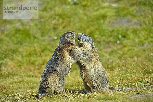 Murmeltier (Marmota marmota) Murmeltier
