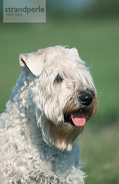 Irish Soft Coated Wheaten Terrier (Saeugetiere) (mammals) (animals) (Haushund) (domestic dog) (Haustier) (Heimtier) (pet) (außen) (outdoor) (Kopf) (head) (Porträt) (portrait) (hecheln) (panting) (adult)