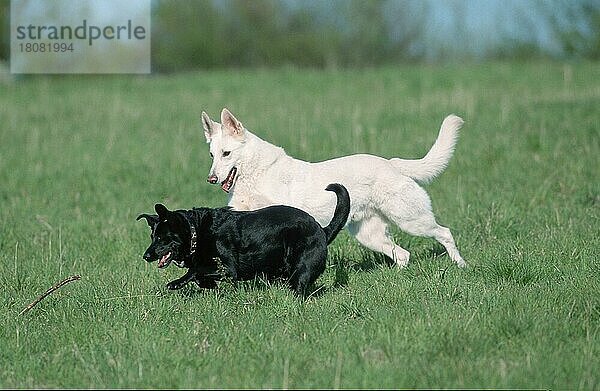 Weißer Schweizer Schäferhund und Mischlingshund  Berger de Suisse