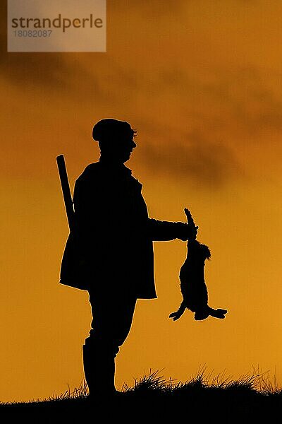 Jäger mit Gewehr hält getötet braunen Hasen gegen Sonnenuntergang silhouettiert