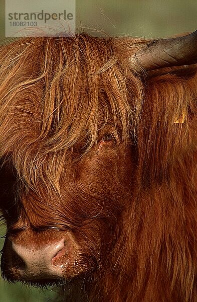Schottisches Hochlandrind  Schottish Highland Cattle (Säugetiere) (Säugetiere) (Haustier) (Nutztier) (farm animal) (domestic) (Huftiere) (Paarhufer) (cloven-hoofed animals) (Rinder) (cattle) (Europa) (Schottland) (Scotland) (Gesicht) (face) (Porträt) (portrait) (frontal) (head-on) (von vorne) (adult) (vertical)
