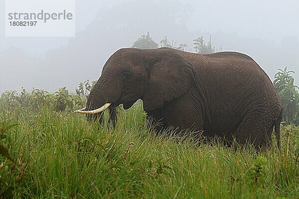 Afrikanischer Elefant (Loxodonta africana)  Nebel  Ngorongoro Krater  Tansania  Afrika